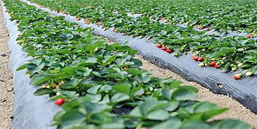 農業公司品牌定位