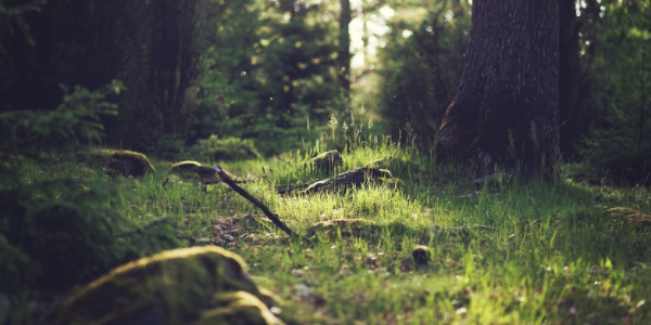 大健康產業的品牌戰略規劃